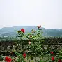 田渊栋(田渊栋花)